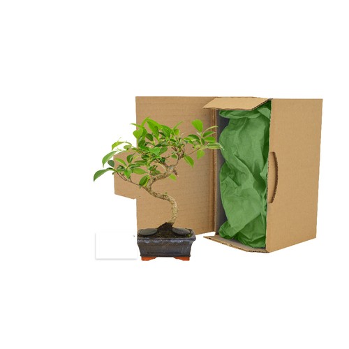 Bonsaï en carton individuel