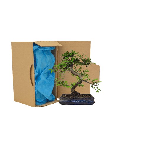 Bonsaï en carton individuel
