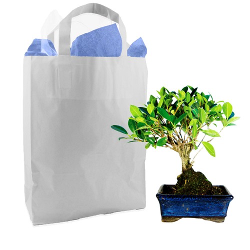 Bonsaï en sac