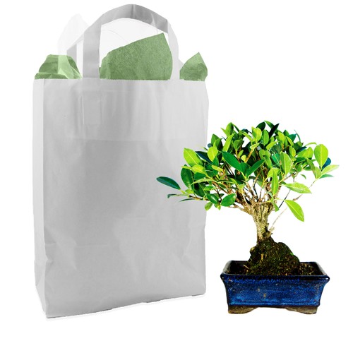Bonsaï en sac