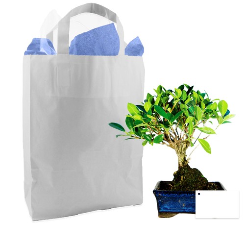 Bonsaï en sac