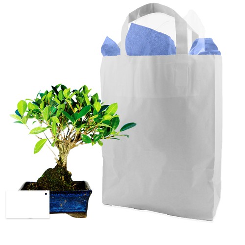 Bonsaï en sac