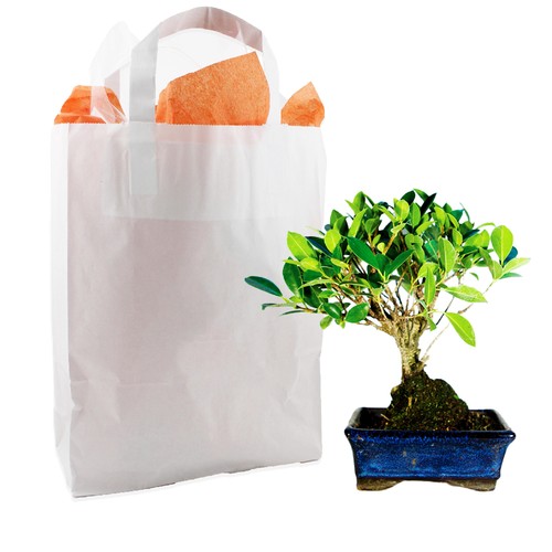 Bonsaï en sac