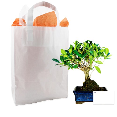 Bonsaï en sac