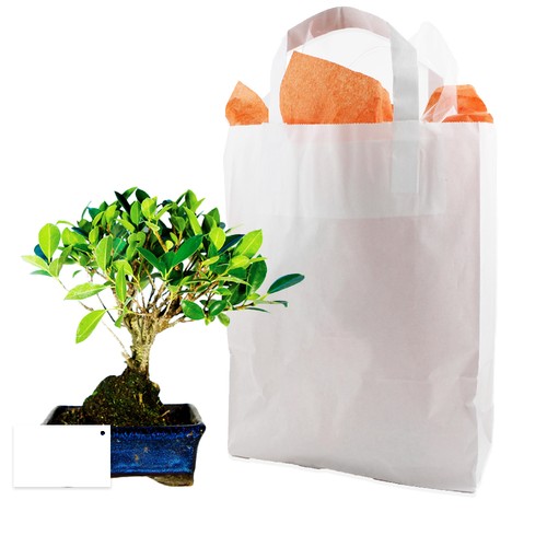 Bonsaï en sac