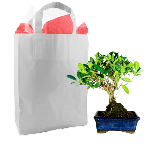 Bonsaï en sac