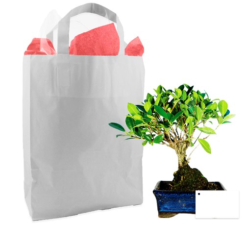 Bonsaï en sac