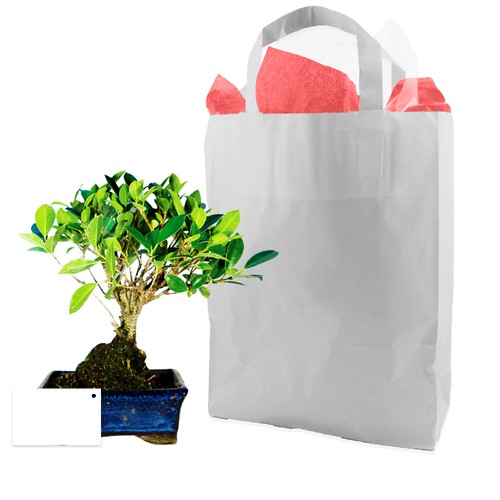 Bonsaï en sac