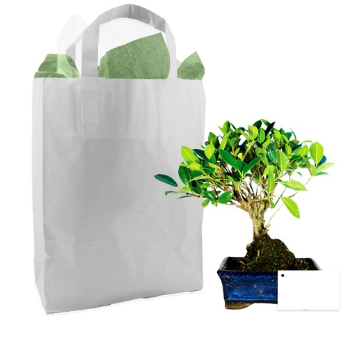 Bonsaï en sac