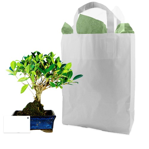 Bonsaï en sac