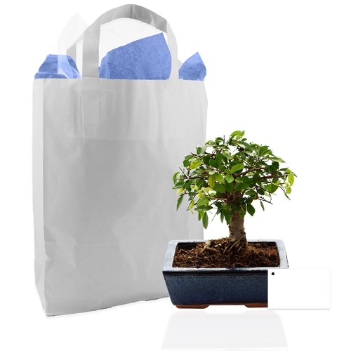 Bonsaï en sac