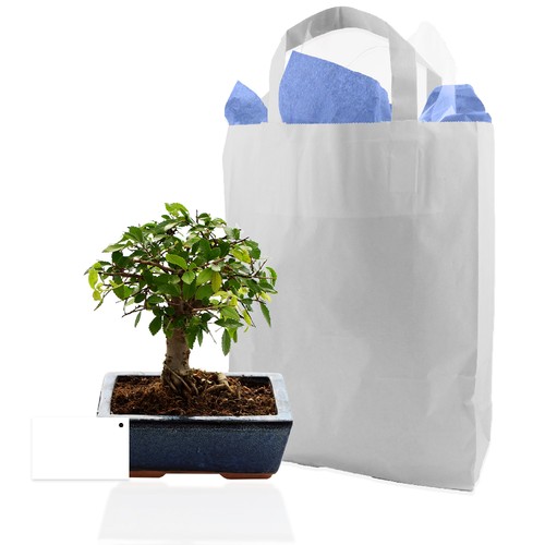 Bonsaï en sac