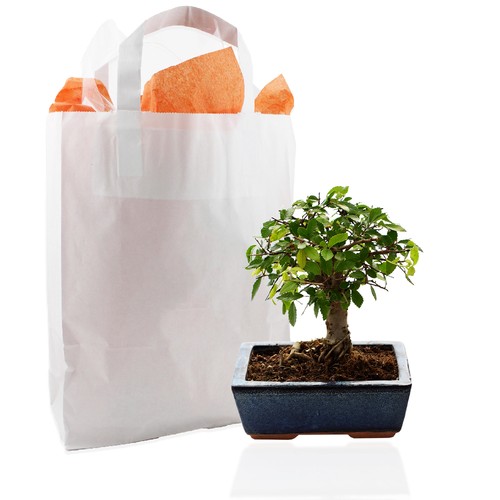 Bonsaï en sac
