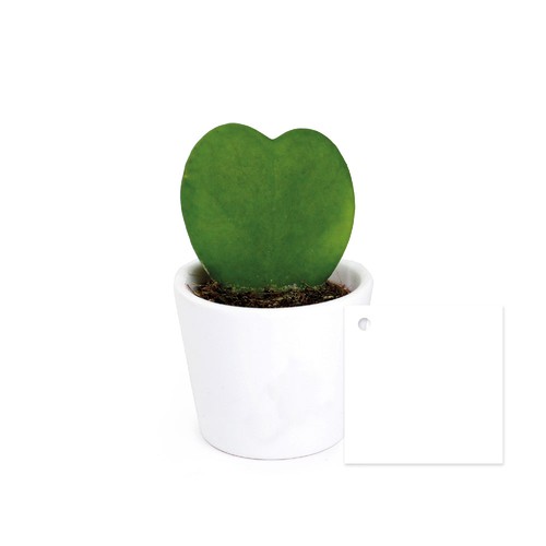 Hoya