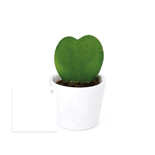 Hoya
