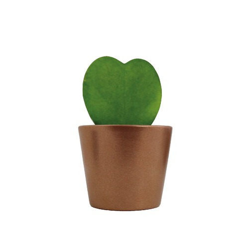 Hoya