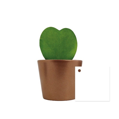 Hoya