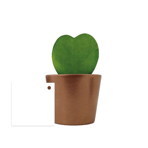 Hoya