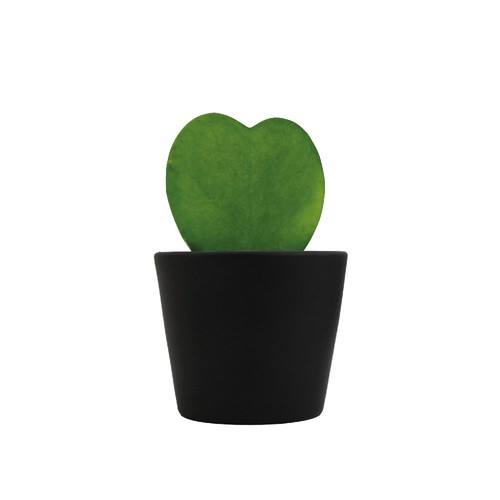 Hoya
