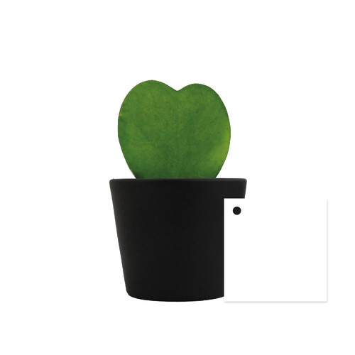 Hoya