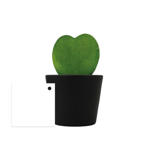 Hoya