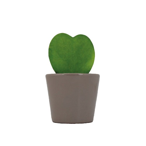 Hoya