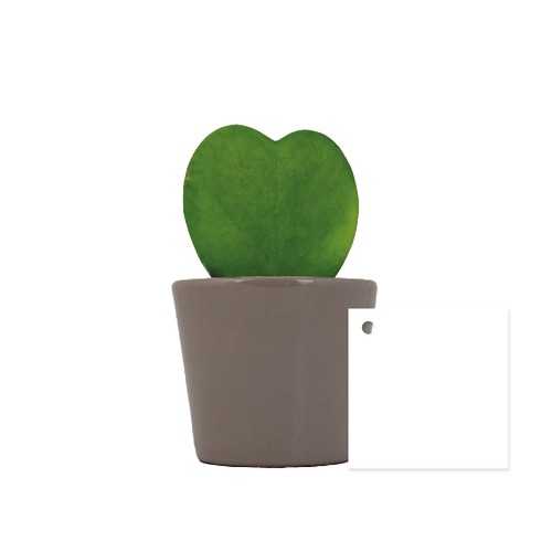 Hoya