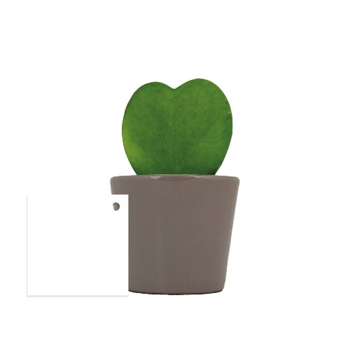 Hoya
