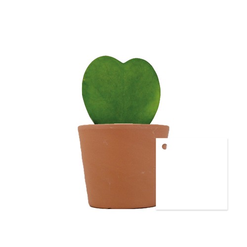 Hoya