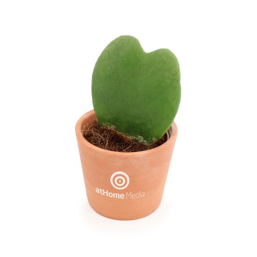 Hoya