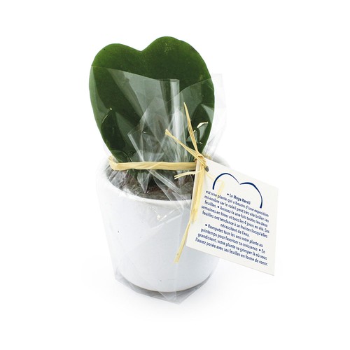 Hoya