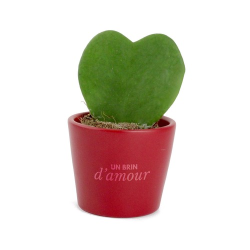 Hoya