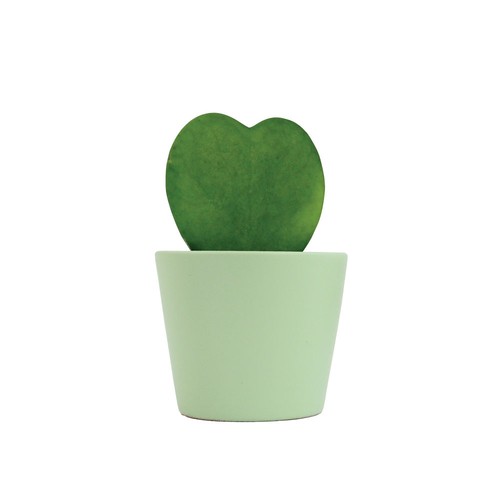Hoya
