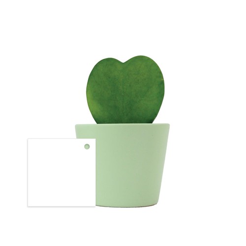 Hoya