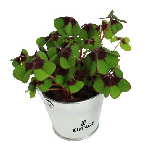 Trèfles à 4 feuilles poussés pot zinc Ø7 cm - 2