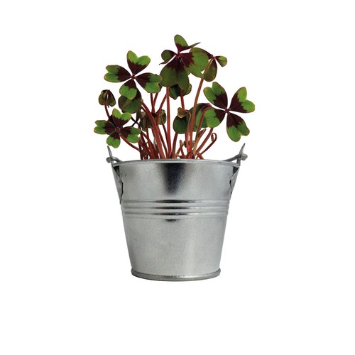 Trèfles à 4 feuilles poussés pot zinc Ø7 cm