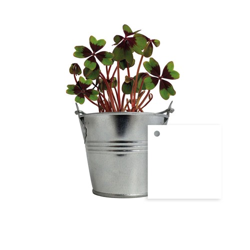 Trèfles à 4 feuilles poussés pot zinc Ø7 cm