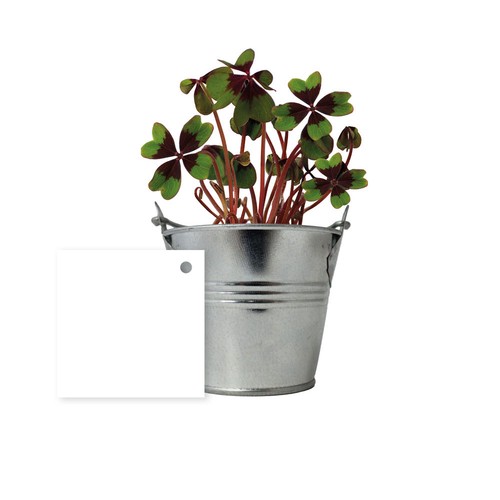 Trèfles à 4 feuilles poussés pot zinc Ø7 cm