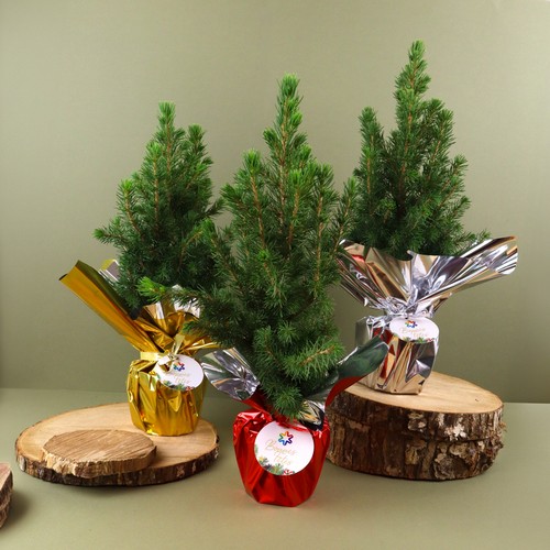 Sapin de Noël