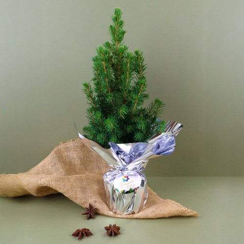 Sapin de Noël