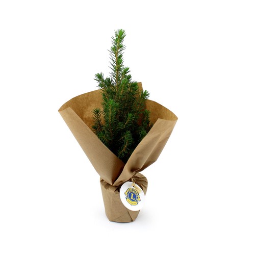 Sapin de Noël