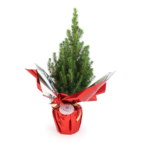 Sapin de Noël