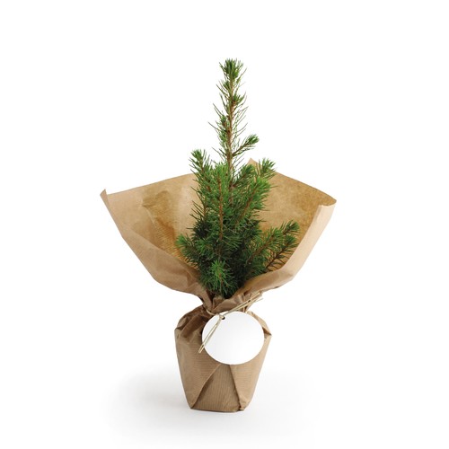 Sapin de Noël
