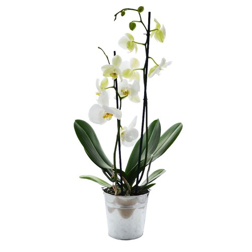 Grande orchidée