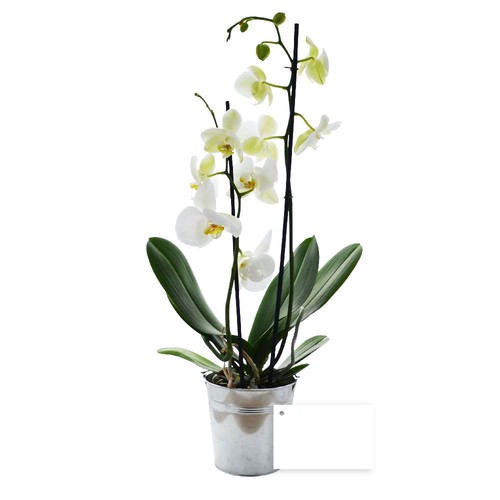 Grande orchidée