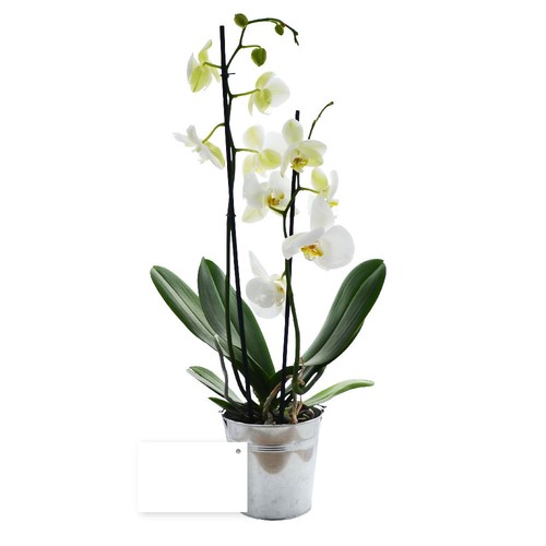 Grande orchidée