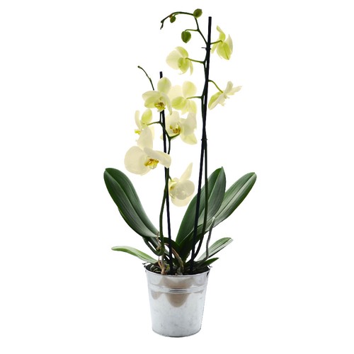 Grande orchidée