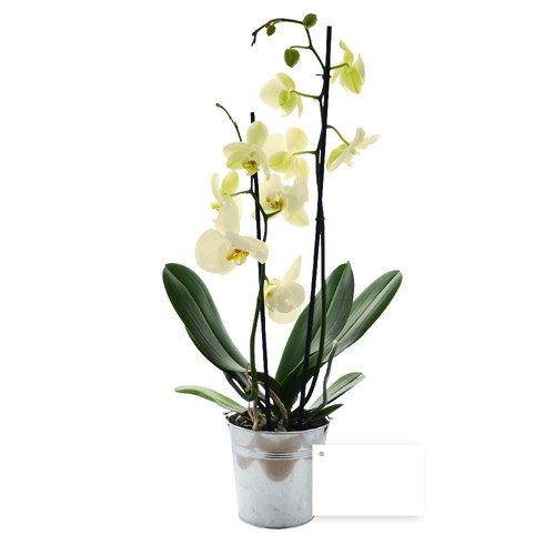Grande orchidée