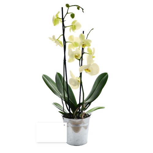 Grande orchidée