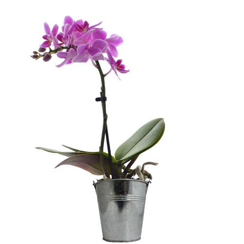 Grande orchidée